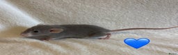 Rat rodents for sale: Baby Dumbo rats for sale - Advert 13