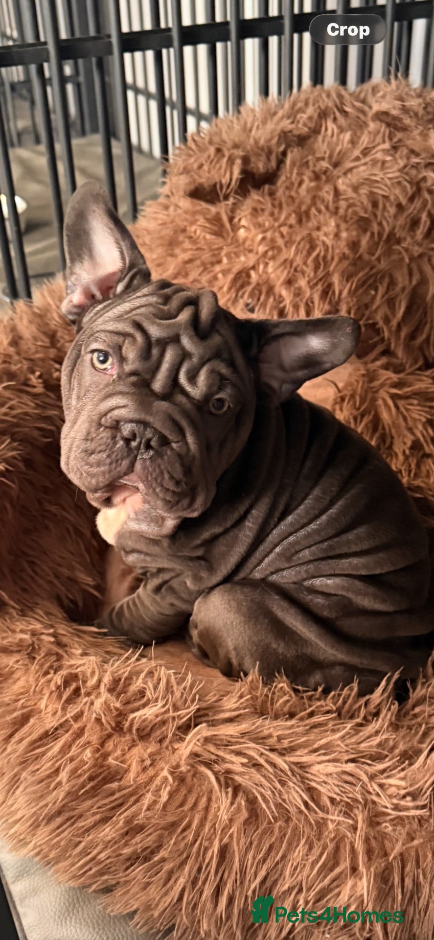 French Bulldog dogs 🐾Amazing French Bulldog Puppies🐾 - Advert 3