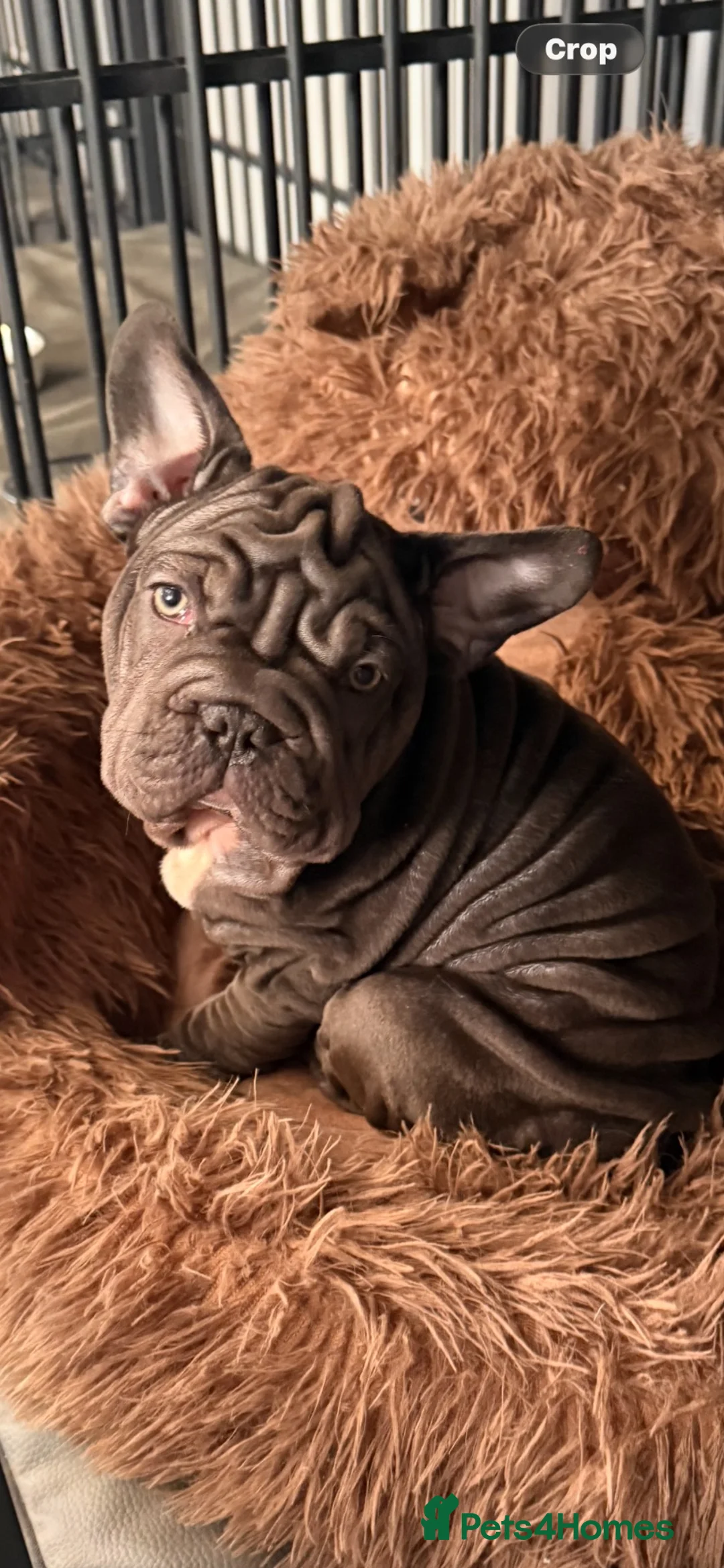 French Bulldog dogs for sale: 🐾Amazing French Bulldog Puppies🐾 - Advert 1