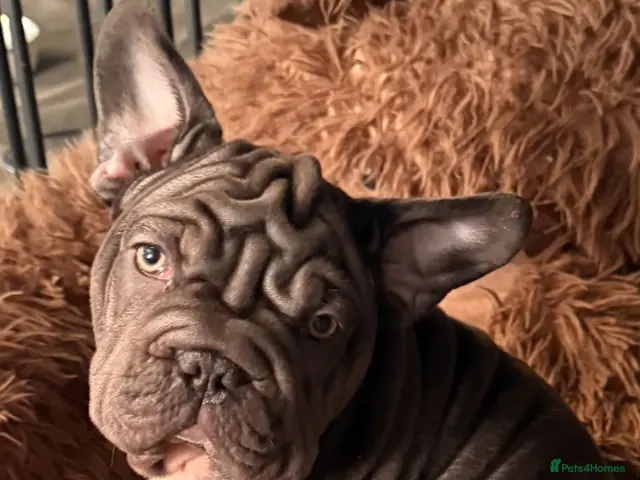 French Bulldog dogs 🐾Amazing French Bulldog Puppies🐾 - Advert 5