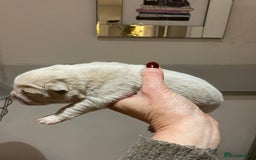 Chow Chow dogs for sale: Stunning kc chow chow  - Advert 7