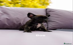 French Bulldog dogs for sale: Quality litter French Bulldogs - Image 6