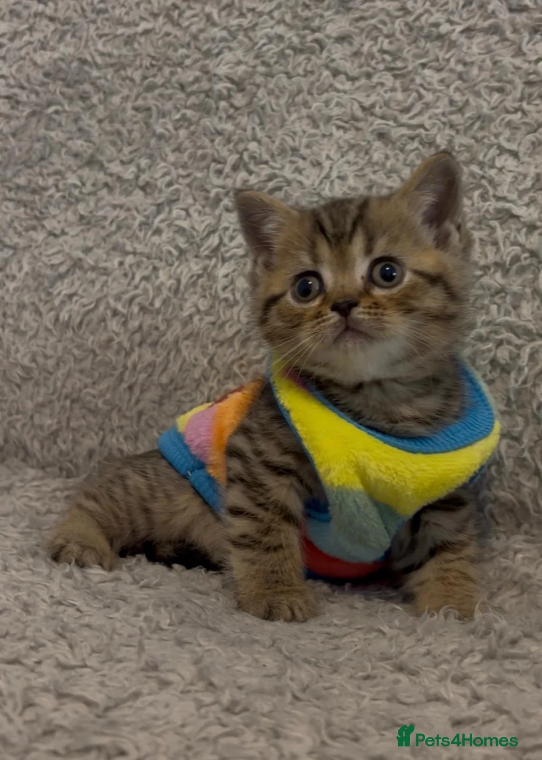 British Shorthair cats for sale: British shorthair baby - Advert 1