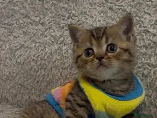 British Shorthair cats British shorthair baby - Advert 1