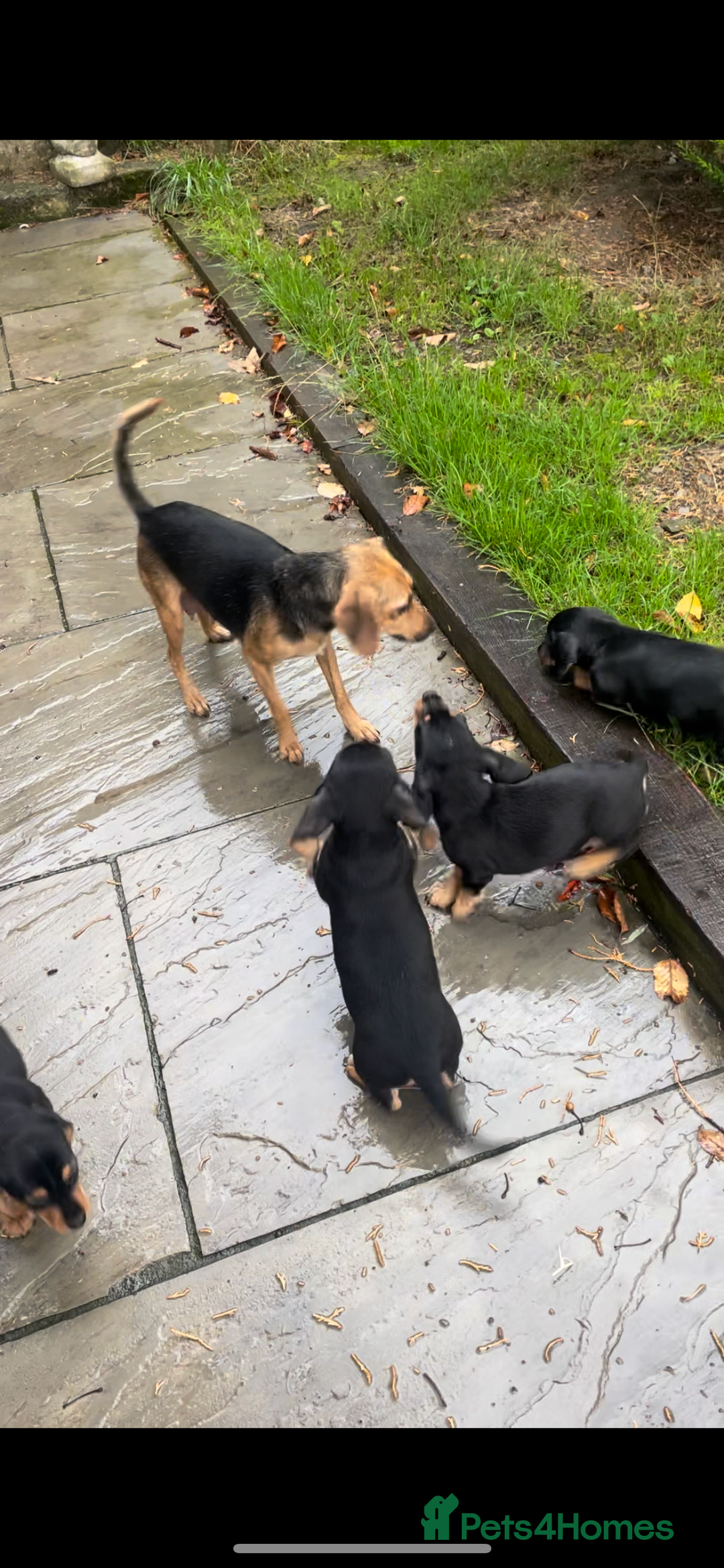 Mixed Breed dogs for sale: Dachshund Crosses - Image 7