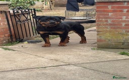 Rottweiler dogs for sale: Meet Zeus, Rottweiler 7 Months Old - Image 2