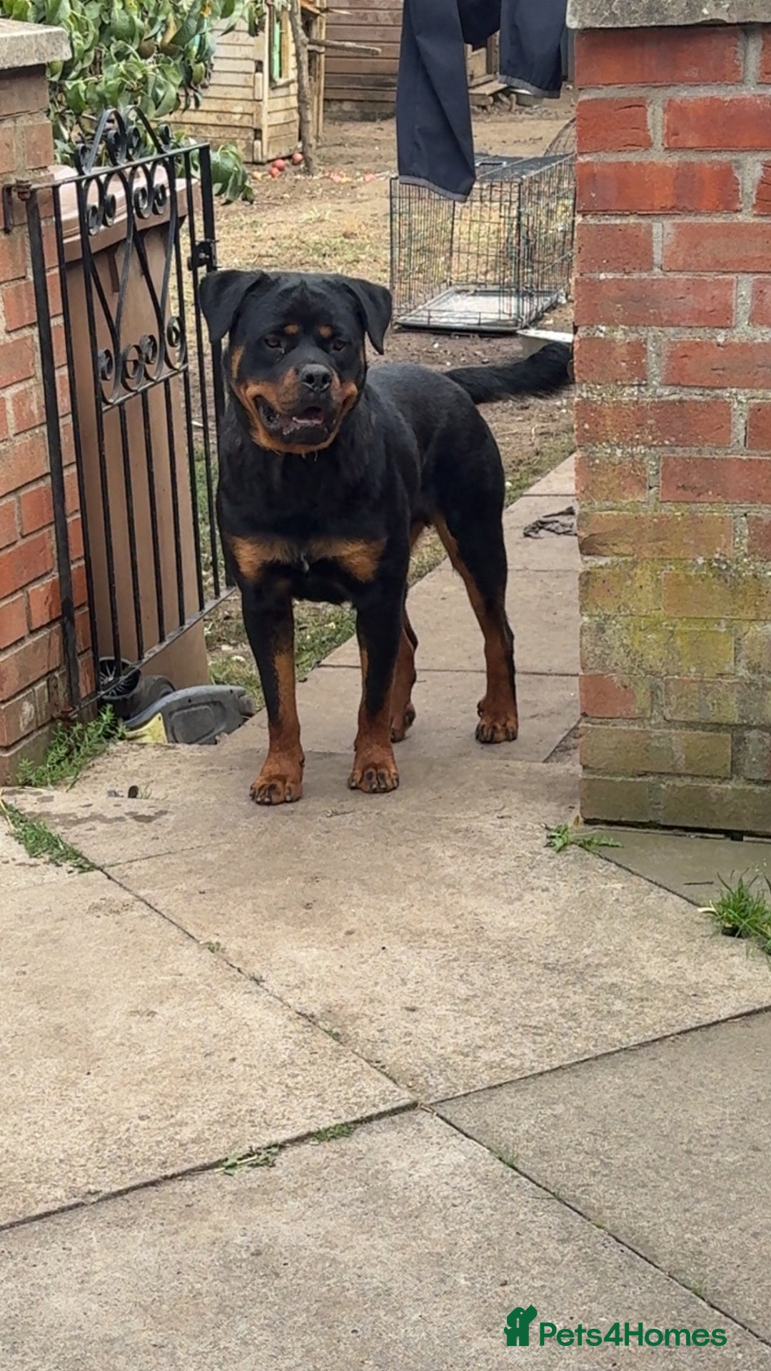 Rottweiler dogs for sale: Meet Zeus, Rottweiler 7 Months Old - Image 2