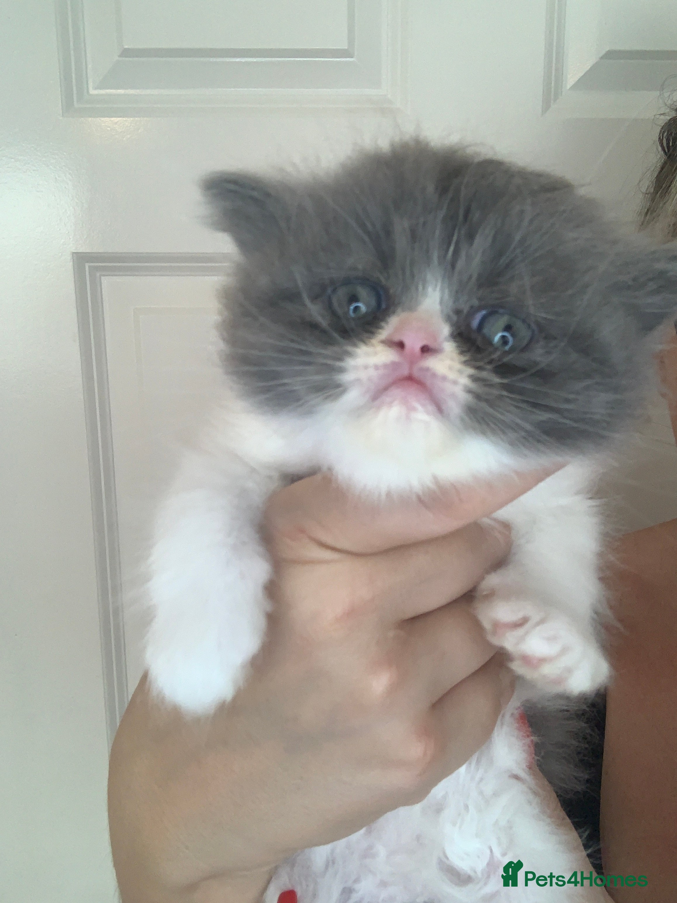 Persian cats Rainbow Persian kittens READY 21st FEBRUARY  - Advert 16