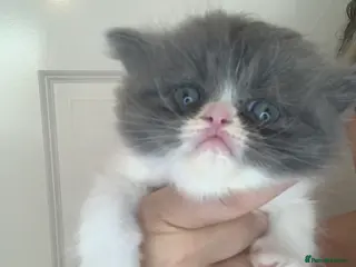 Persian cats Rainbow Persian kittens READY 21st FEBRUARY - Advert 16