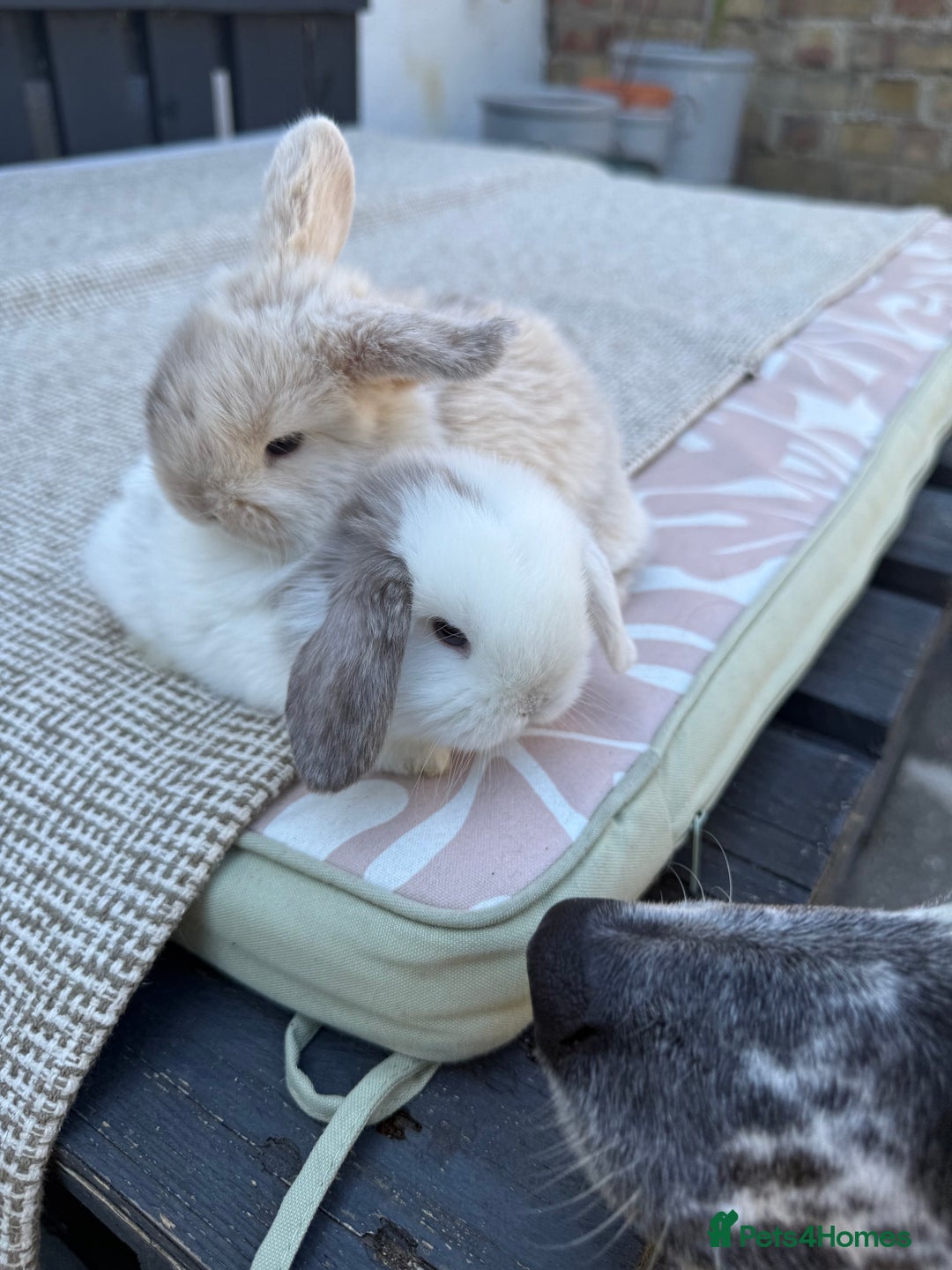 Mini Lop rabbits for sale: Pure Bred Mini Lops For Sale  - Image 2