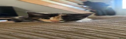 Mixed Breed cats for sale: Kittens  - Advert 4