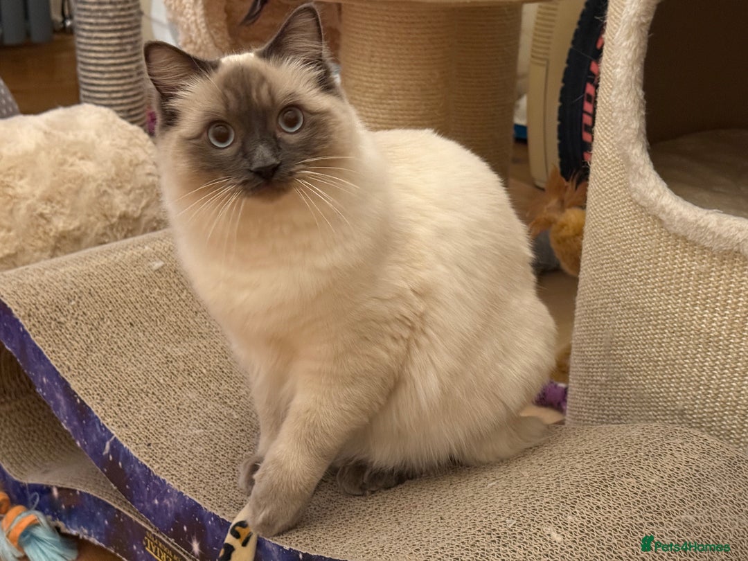 Ragdoll cats for sale: GCCF REGISTERED Ragdoll Kitten Blue Colourpoint - Advert 13