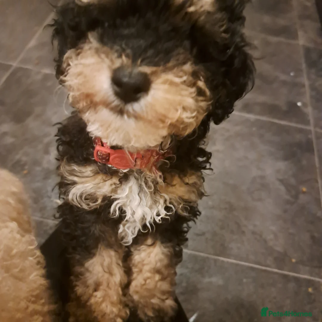Toy Poodle dogs for sale: Tri l black/tan boy toy poodle k c regb - Advert 5