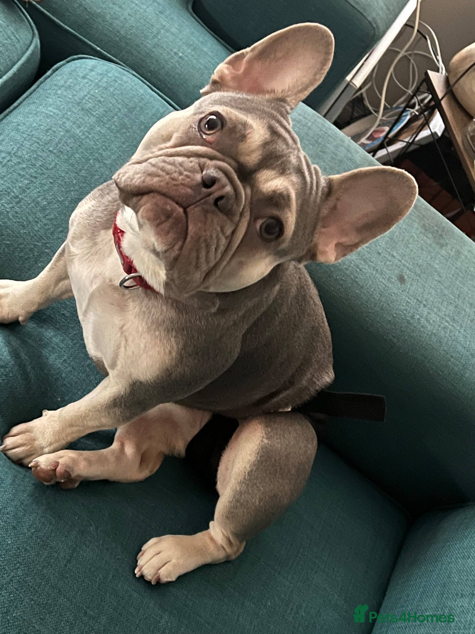 French Bulldog dogs Looking for a stud - Advert 1