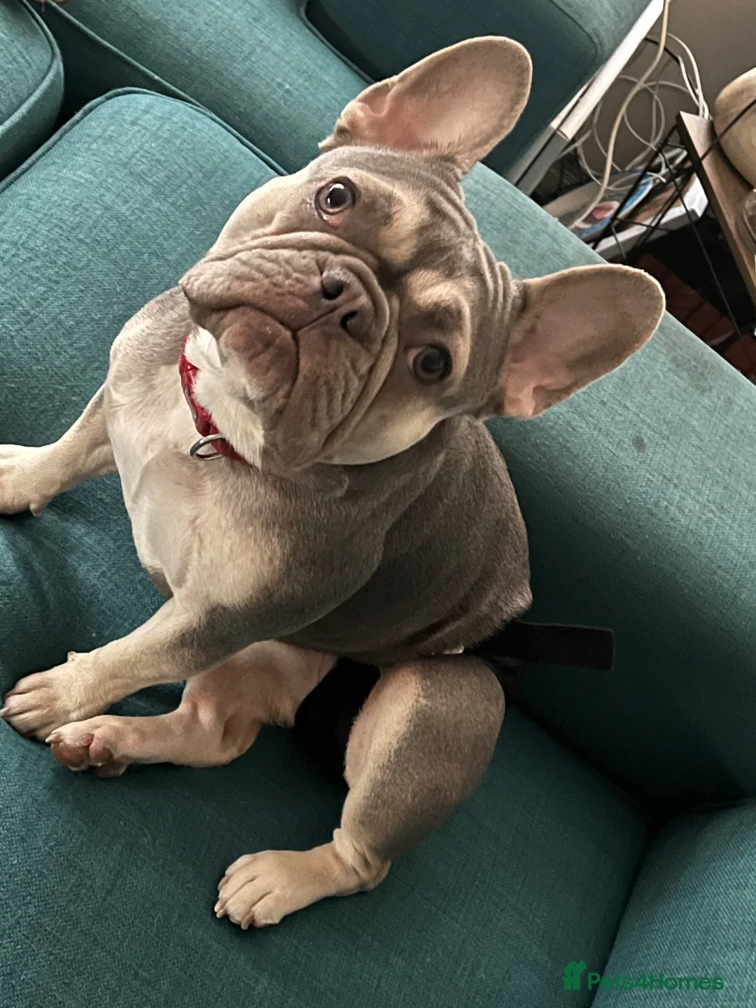 French Bulldog dogs for stud: Looking for a stud in Johnstone - Advert 1
