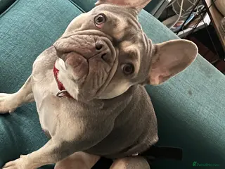 French Bulldog dogs Looking for a stud - Advert 1