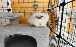Ragdoll cats for sale: Beautiful ragdoll kittens  - Image 9