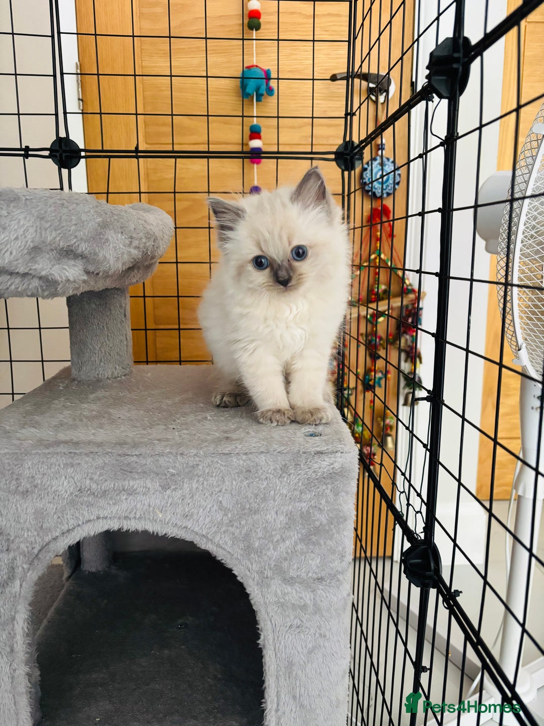 Ragdoll cats for sale: Beautiful ragdoll kittens  - Image 9