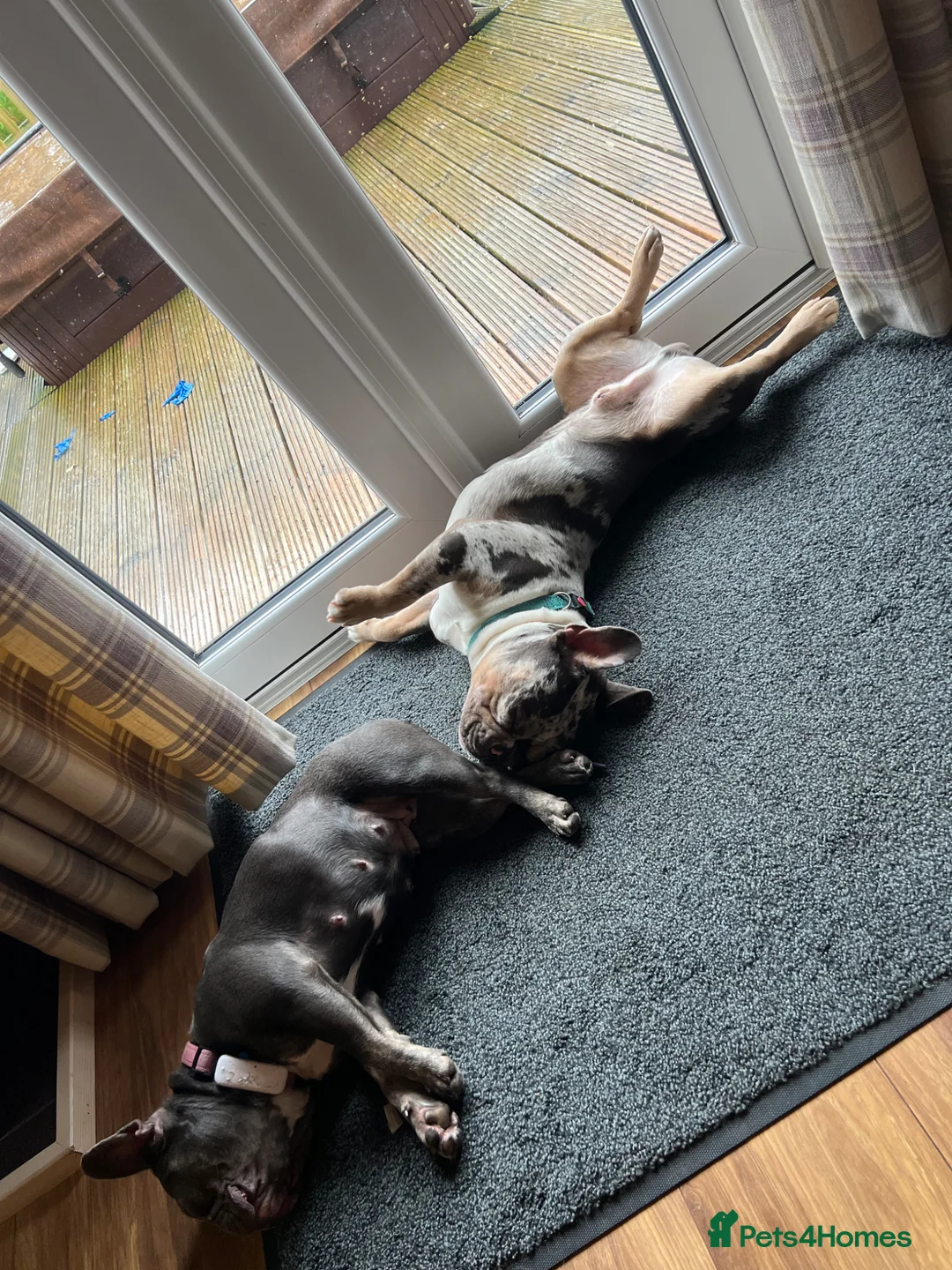 French Bulldog dogs for stud: Merle French bulldog stud  in London - Advert 4