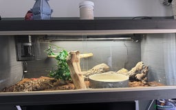 Python Snake reptiles for sale: Pied royal python and setup  - Image 3