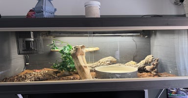Python Snake reptiles - Advert 14
