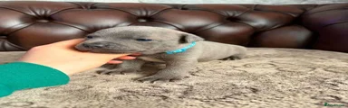 Staffordshire Bull Terrier 2