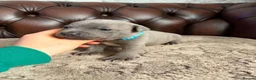 Staffordshire Bull Terrier dogs for sale: Staffordshire Bull Terrier puppies for sale  in Leeds - Advert 4
