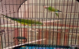 Parakeets birds for sale: Two hand reared quaker parrots  - Image 6