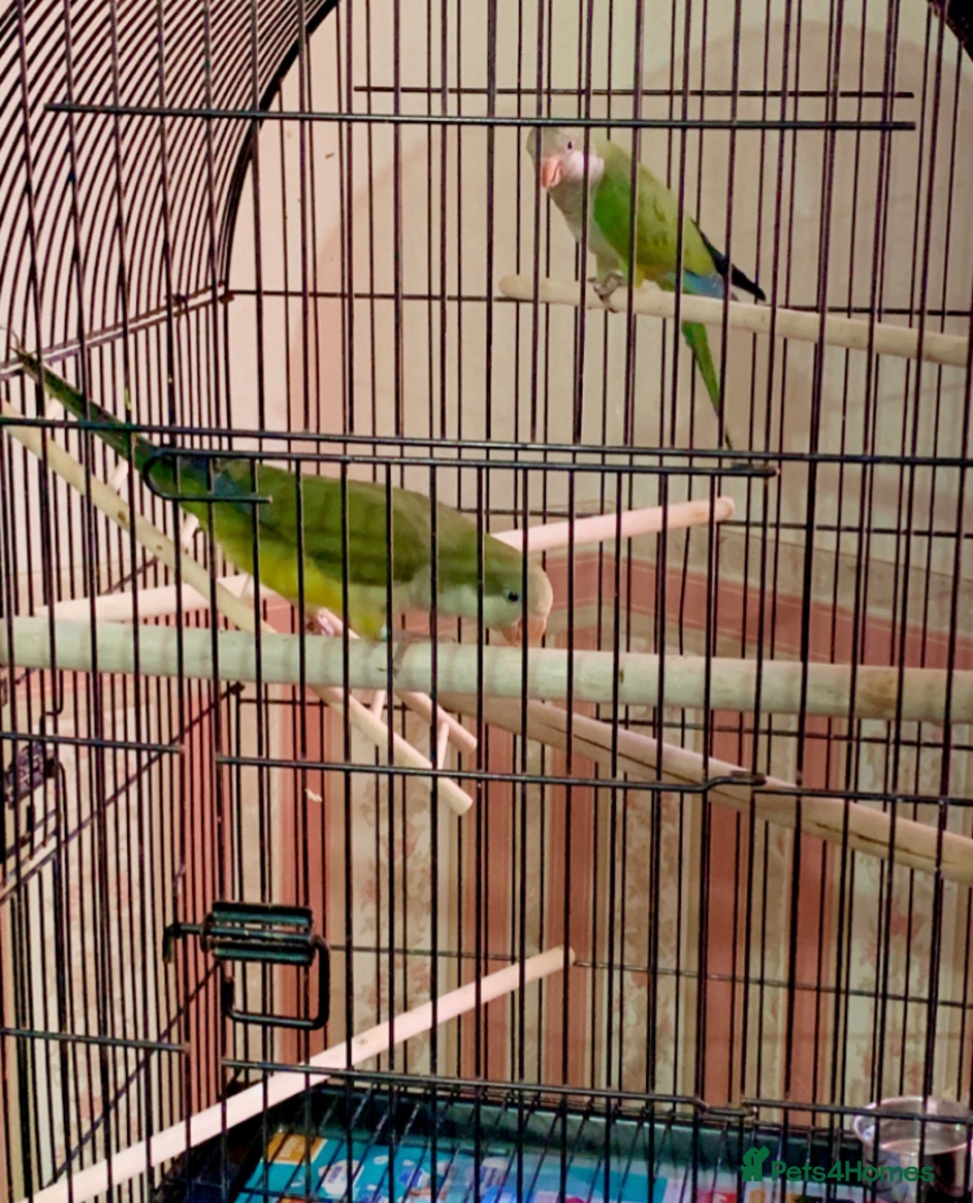 Parakeets birds for sale: Two hand reared quaker parrots  - Image 6