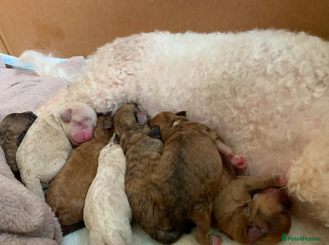 Miniature Poodle dogs for stud: 🏆PROVEN🏆 sable miniature poodle health tested in Havant - Advert 29