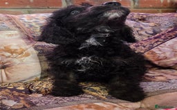 Cockapoo dogs for sale: Stunning mini cockapoo dna checked puppies - Advert 19