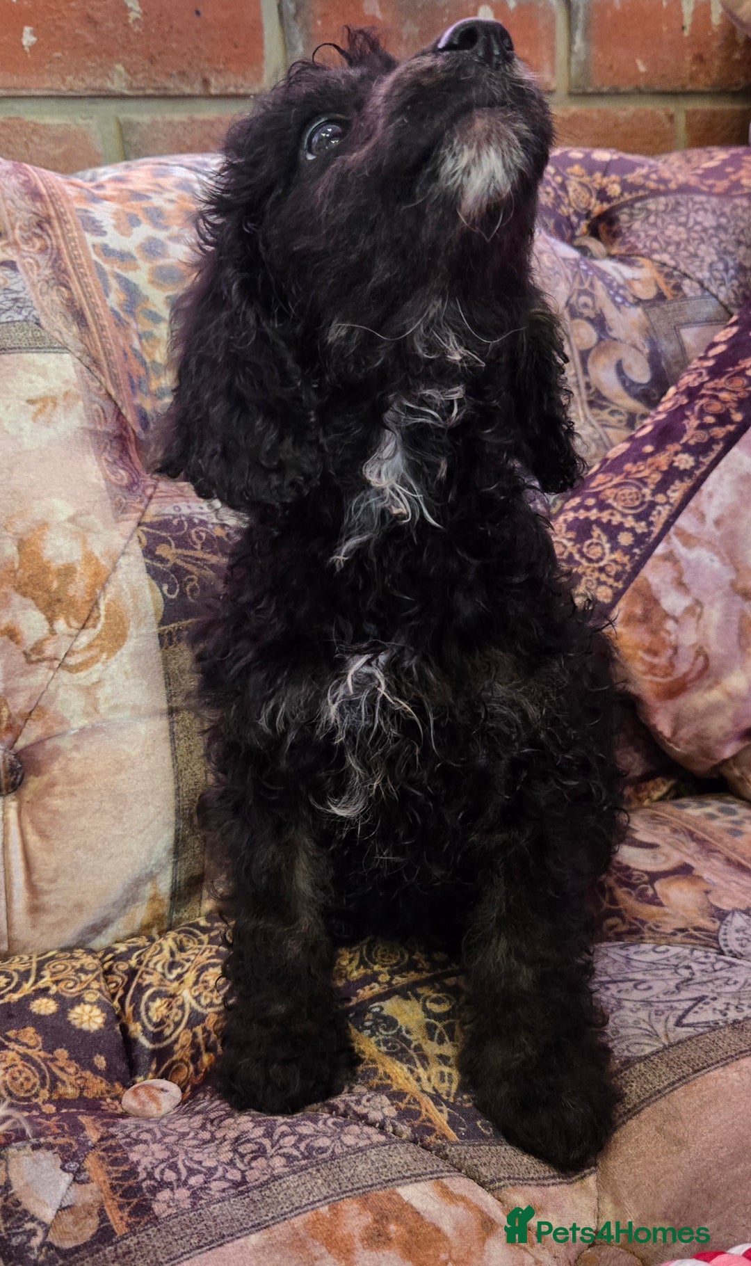 Cockapoo dogs for sale: Stunning mini cockapoo dna checked puppies - Advert 19