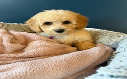 Cavapoochon dogs for sale: Toy Cavapoochon Puppy - Image 2