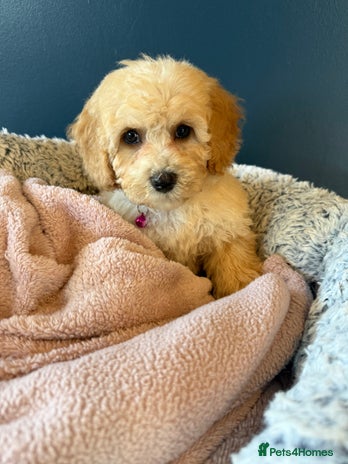 Cavapoochon dogs - Advert 1