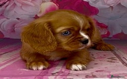 Cavalier King Charles Spaniel dogs for sale: Merle cavalier King Charles  - Image 7