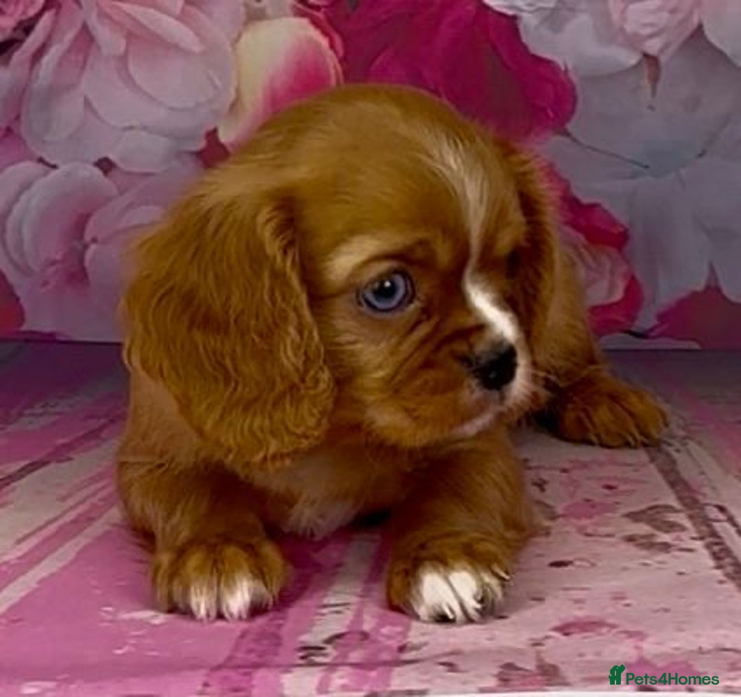Cavalier King Charles Spaniel dogs for sale: Merle cavalier King Charles  - Image 7