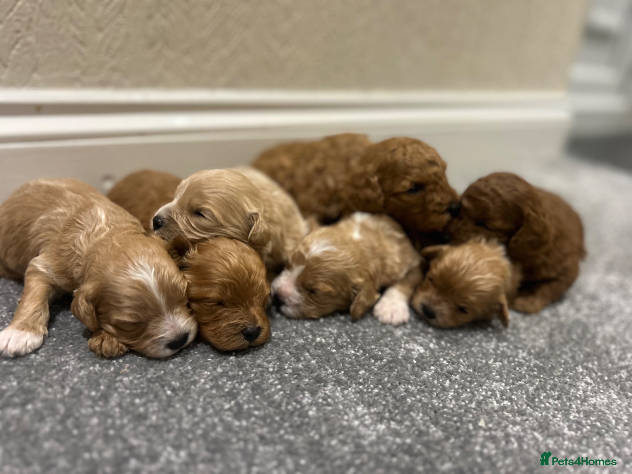 Cavapoo dogs for sale: OUTSTANDING CAVAPOO PUPPIES  - Advert 7