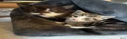 Mixed Breed cats for sale: Beautiful little kittens - Advert 12