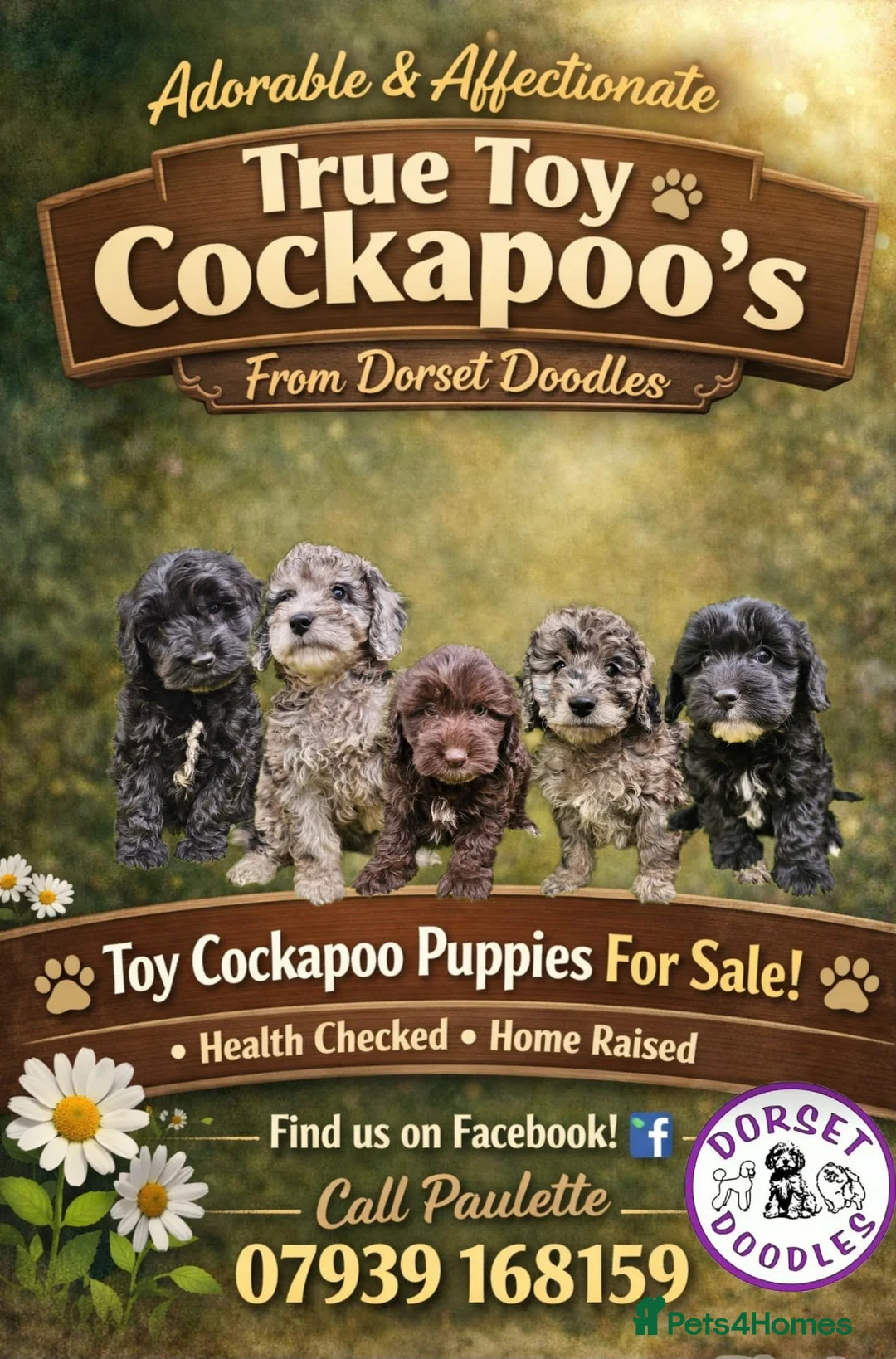 Cockapoo dogs for sale: Toy cockapoos hereditary health tested clear   - Advert 2