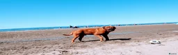 Dogue De Bordeaux dogs for sale: Thor and storm  in Mauchline - Advert 26