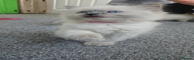 Ragdoll Kitten 1