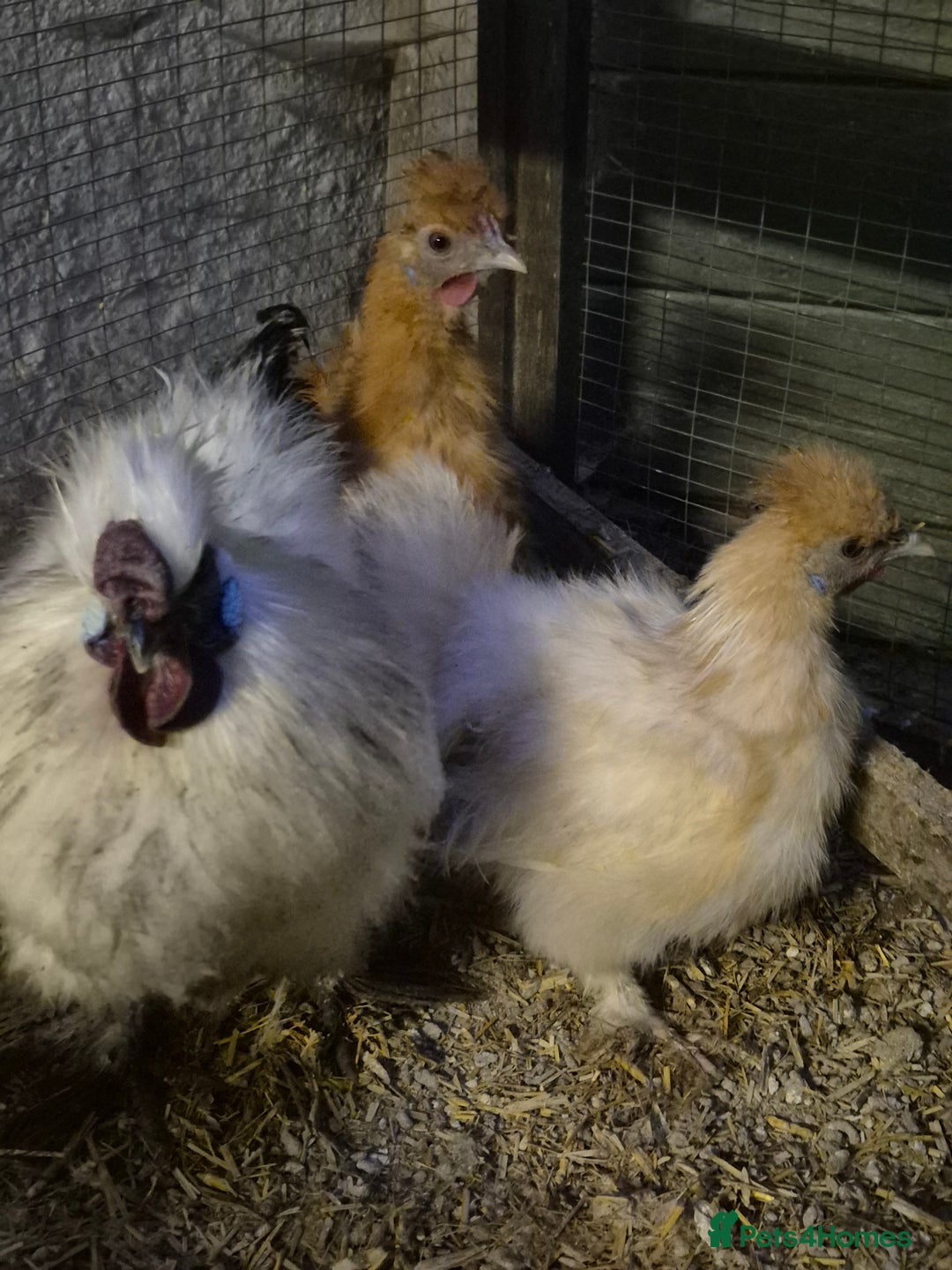 Hens poultry for sale: Silkie Cockerels - Image 1