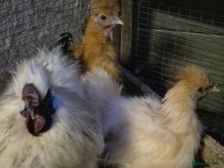 Hens poultry for sale - Advert 2