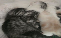 Persian cats for sale: Persian x fluffy kittens  - Image 6