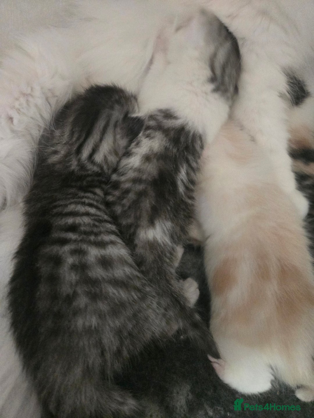 Persian cats for sale: Persian x fluffy kittens  - Image 6