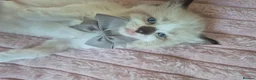 Ragdoll cats for sale: Ragdoll Kittens  - Advert 7