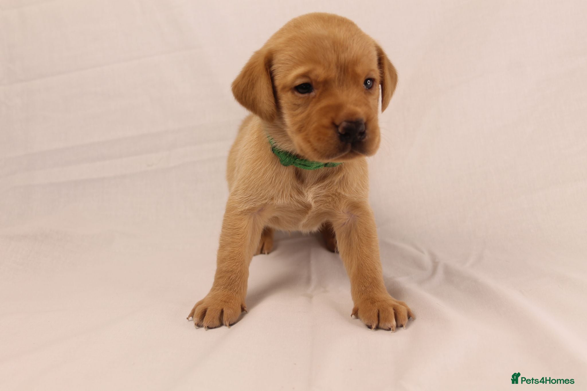 Labrador Retriever dogs 🐾🧡 BEAUTIFUL WORKING LABRADOR PUPPIES 🧡🐾 - Advert 2