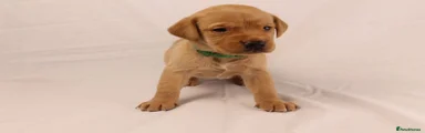 Green Boy