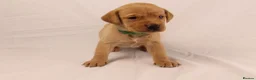 Labrador Retriever dogs for sale: 🐾🧡 BEAUTIFUL WORKING LABRADOR PUPPIES 🧡🐾 - Advert 2
