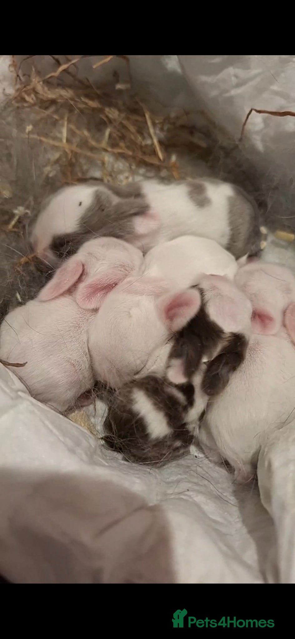 Mini Lop rabbits Mini lop baby rabbits - Advert 8